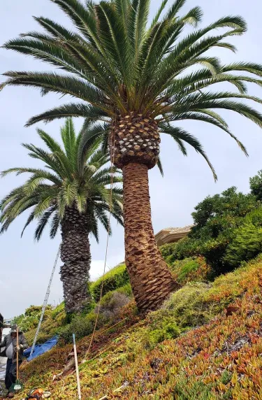After: palms trimmed clean