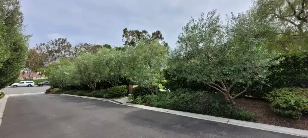 After: street-side trees and shrubs shaped