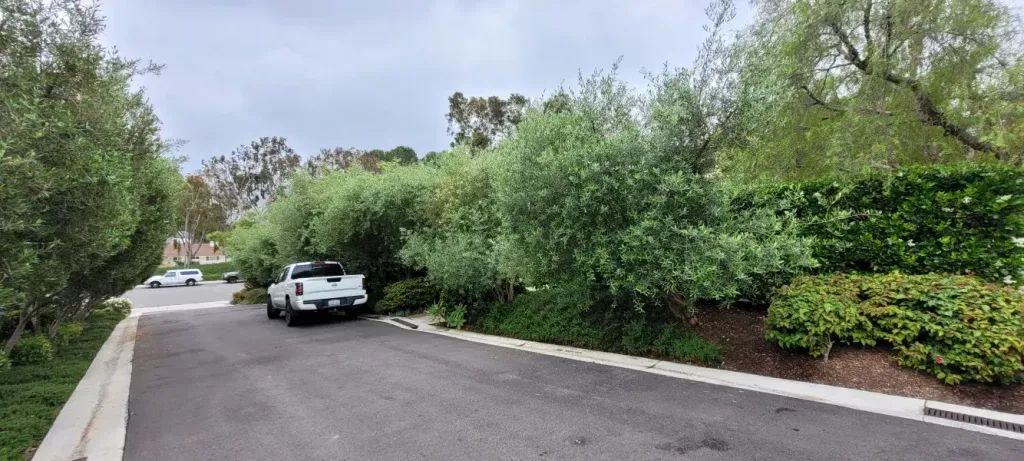 Before: overgrown street-side trees and shrubs