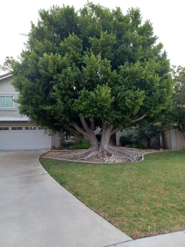 Before: dense, overgrown canopy over the driveway