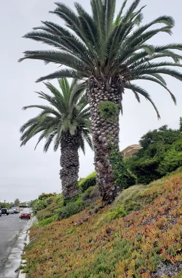 Before: palms with dead fronds on a slope