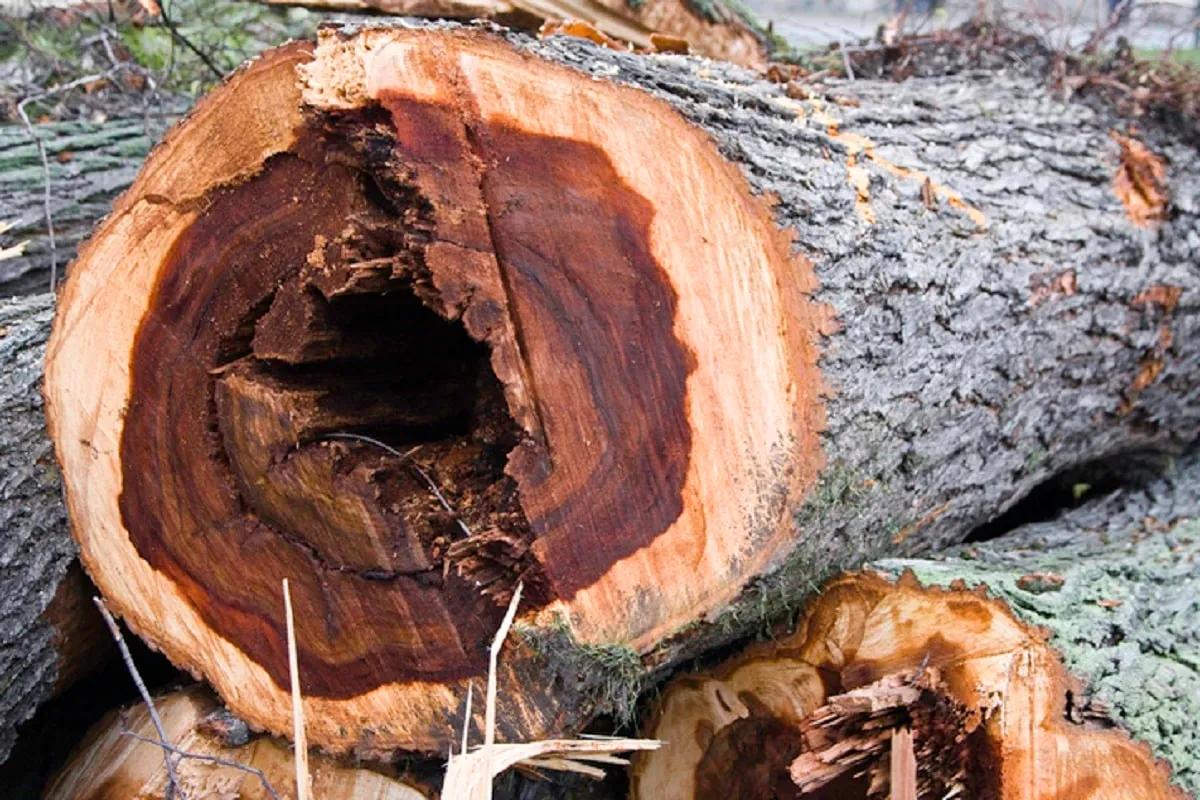 Elm Disease