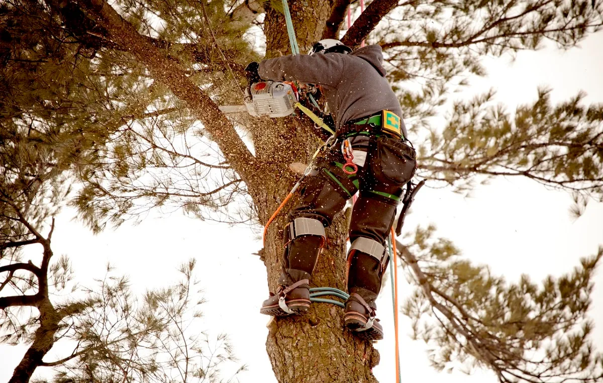 Arborist cutting a branch