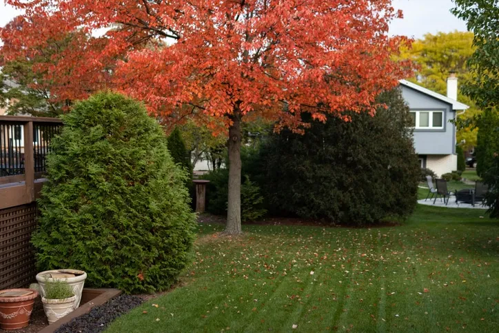backyard with colorful trees