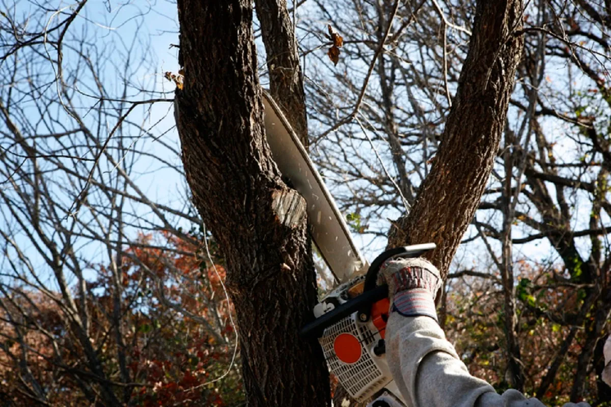 Trimming tree with electric saw