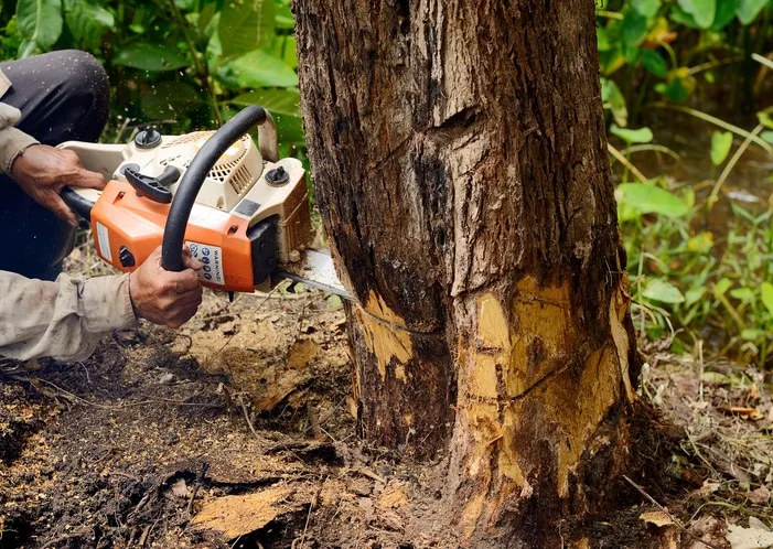 chainsaw cutting tree