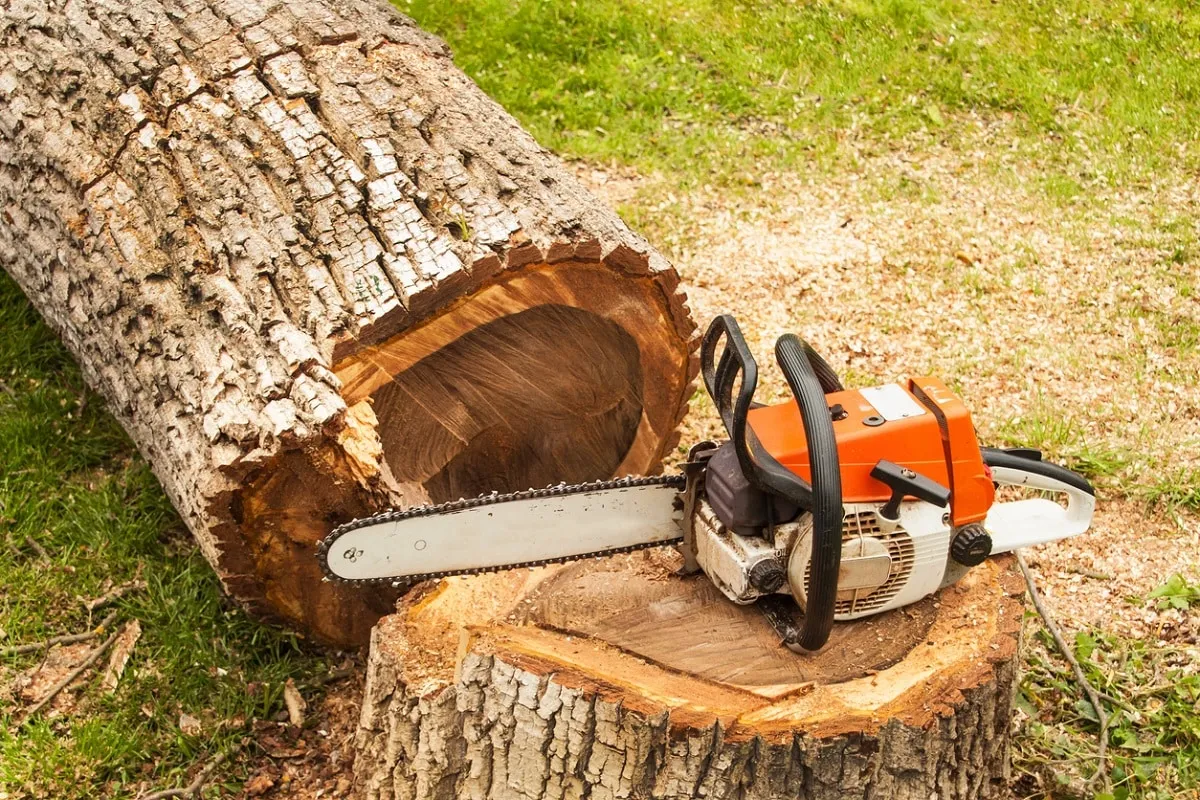 saw on felled tree
