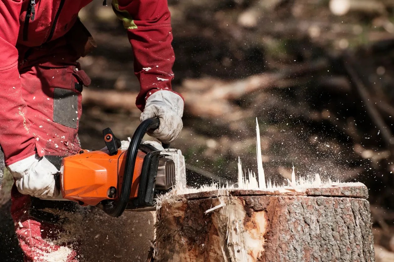 worker cutting the stump