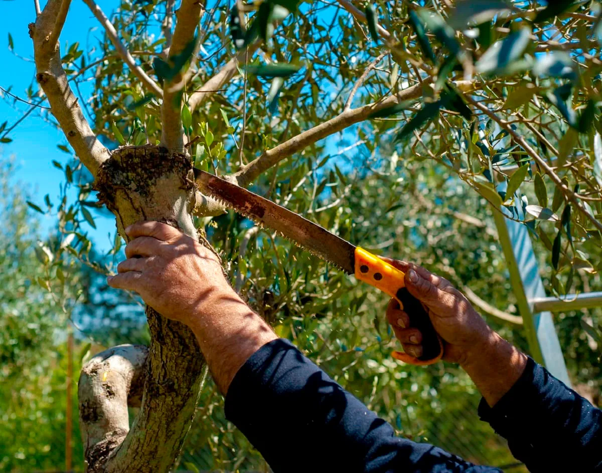 pruning hand saws