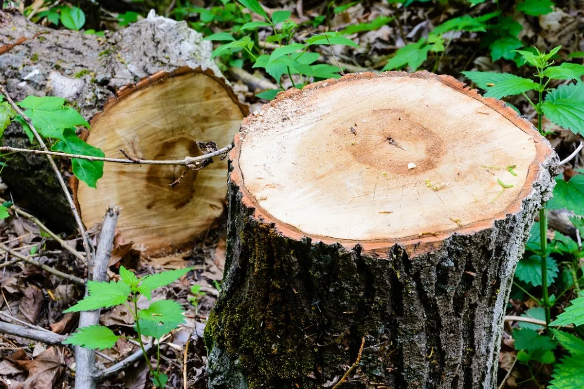 Stump on the green grass