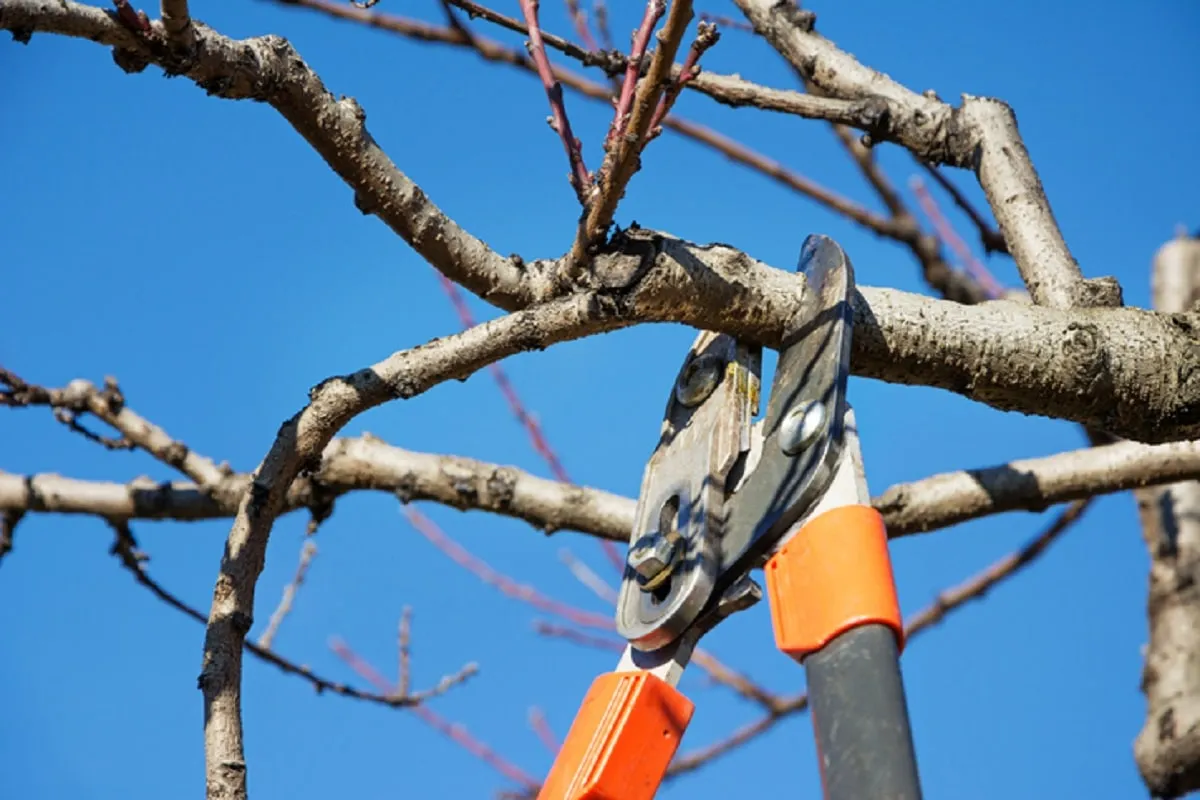 gardener pruning tree
