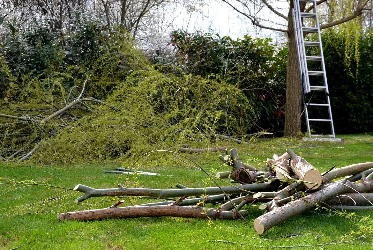branches lie on the lawn
