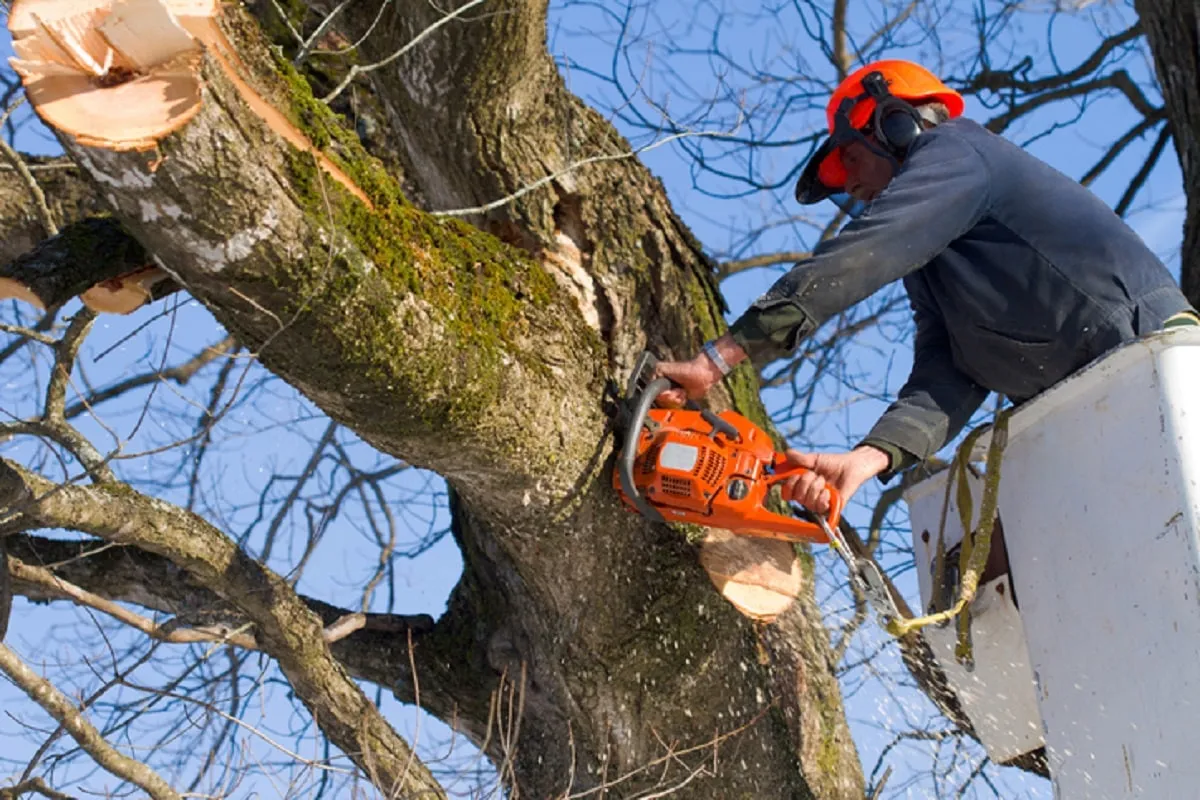 Crew member trimming trees
