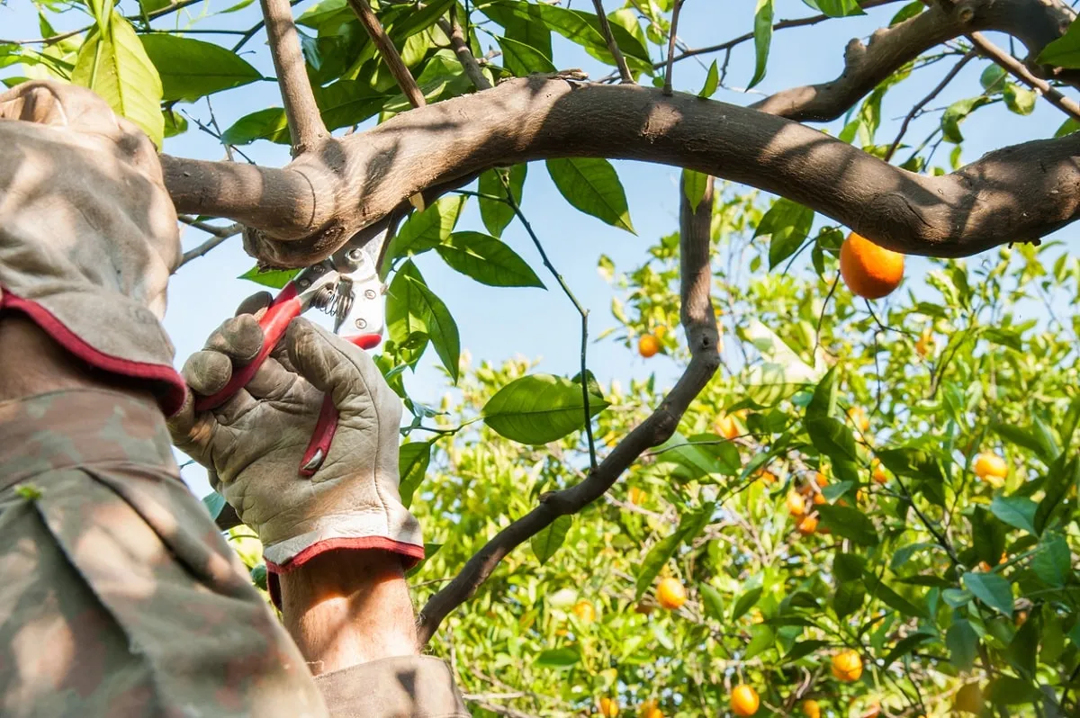 pruning orange trees with shears