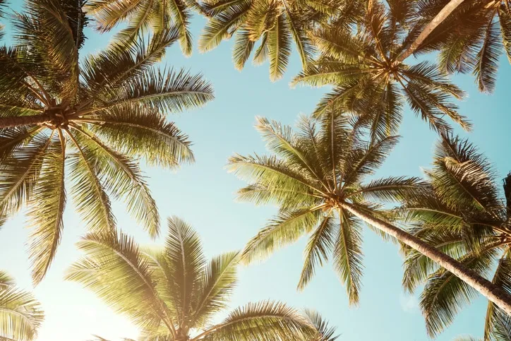 Tropical palm trees with lush green fronds silhouetted against a bright blue sky and warm sunlight.