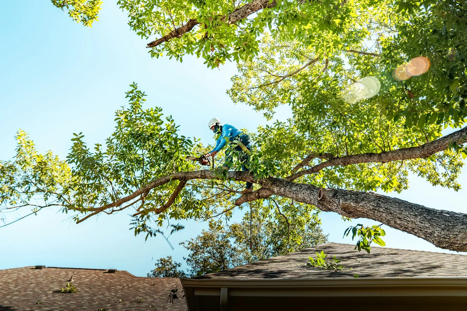 Arborist in a harness thinning a tree crown above a house
