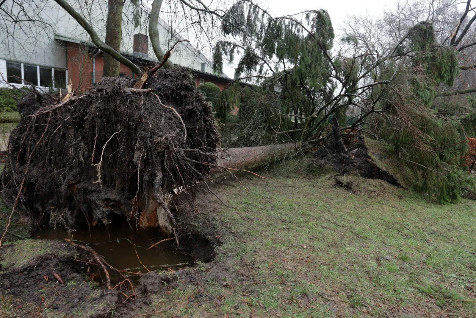 Large uprooted tree lying beside a house