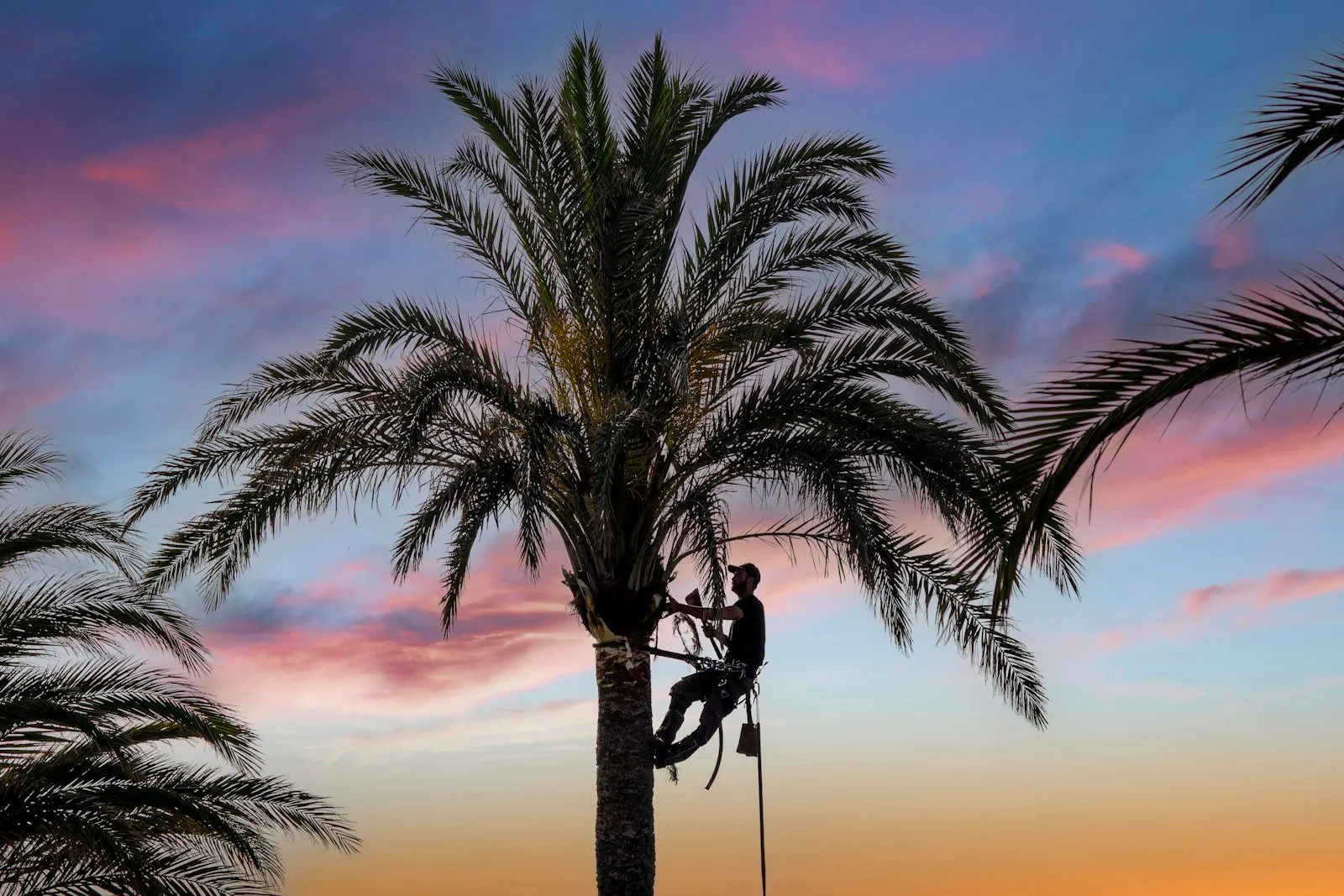 Climber trimming a palm tree at sunset