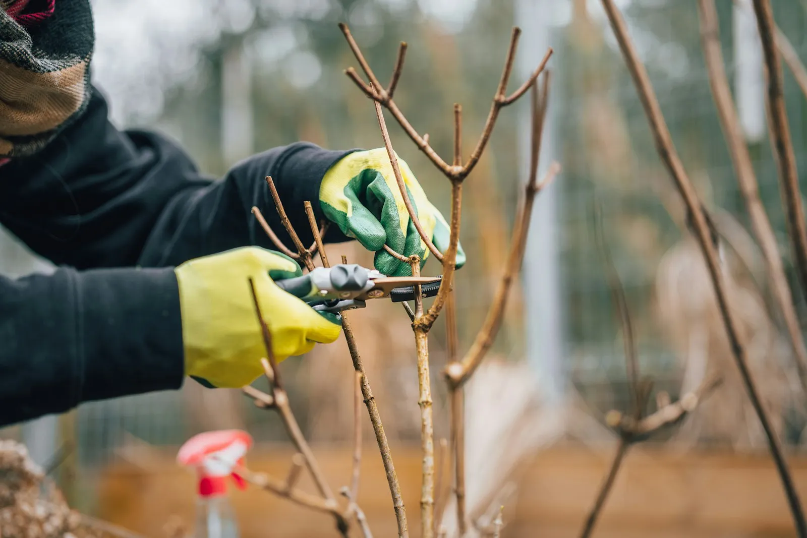 Gloved hands pruning a young tree