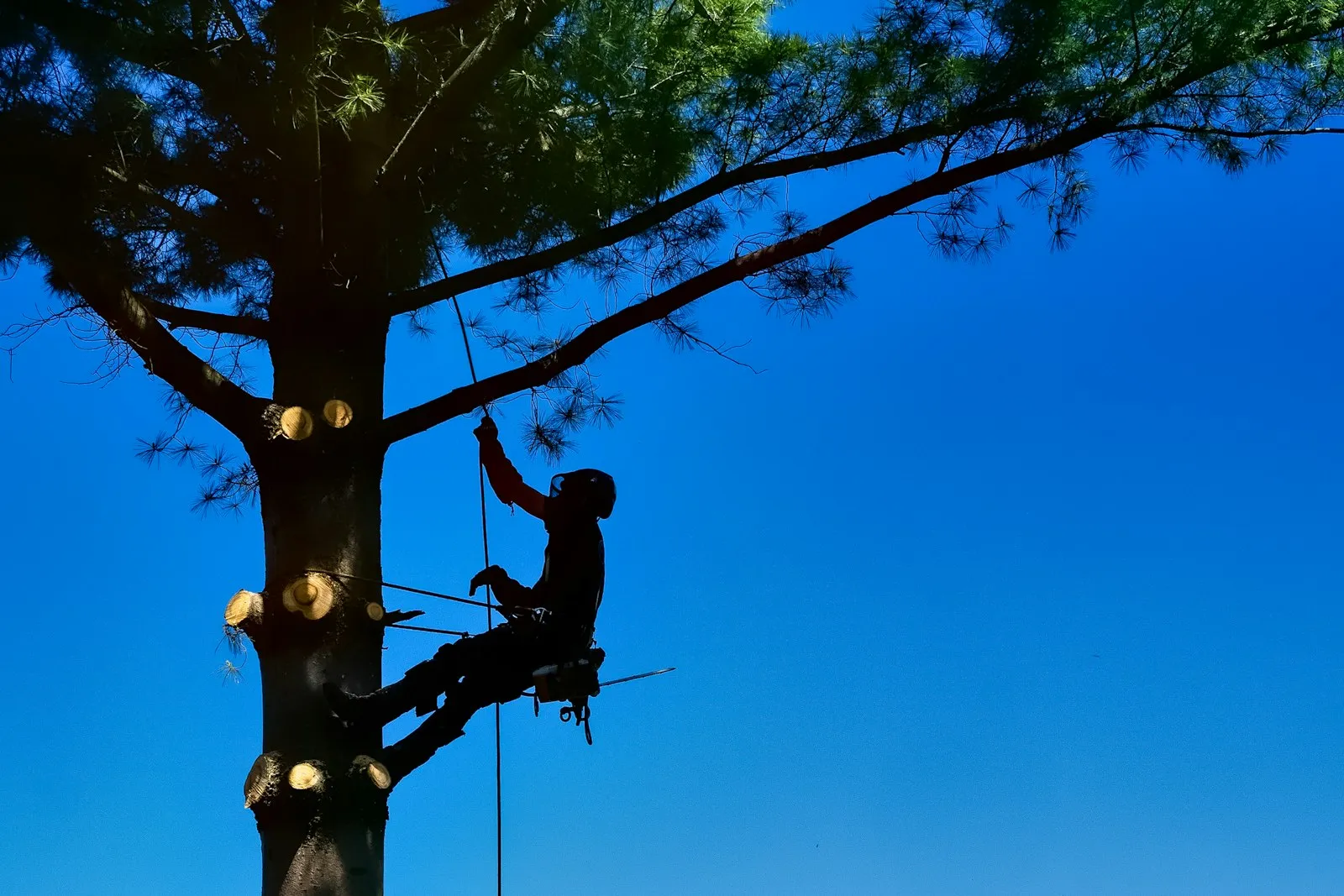 Arborist climbing a tall tree against a clear blue sky